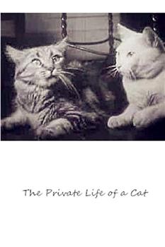 猫的私生活观看