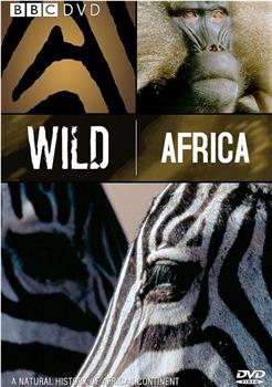 野性非洲观看
