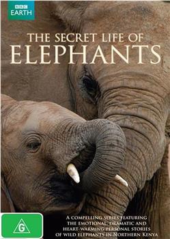 大象的秘密生活观看