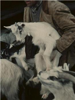 奥尔高索洛的牧羊人观看