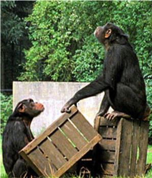 BBC 自然世界 猩猩摄影计划观看