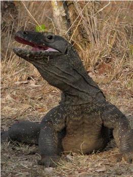 BBC自然世界：死亡之吻—科莫多巨蜥观看
