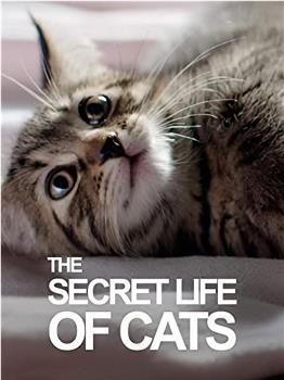 BBC地平线：猫的秘密生活观看