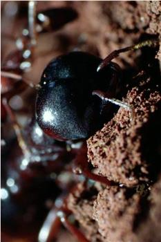 自然世界：蚂蚁攻击观看