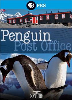 自然世界：企鹅邮局观看