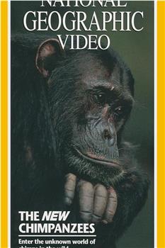[国家地理杂志，顶级野生动物电影集05] 黑猩猩观看