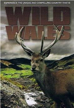 Wild Wales Season 1观看