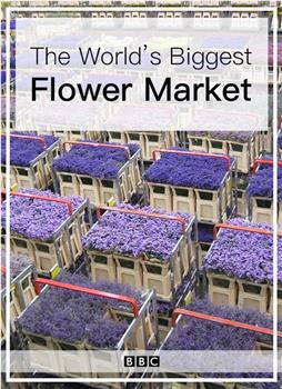 世界上最大的鲜花市场观看