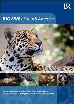 南美五猛兽观看