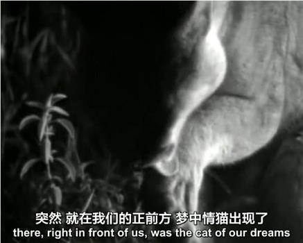 BBC 自然世界 镜头前的五虎将BBC Natural World Five Big Cats and a Camera观看