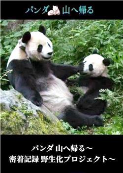 熊猫回归山林 野放全记录观看