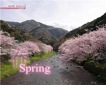 骑行日本：春游伊豆半岛观看