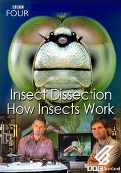 昆虫解剖：虫体工作原理观看