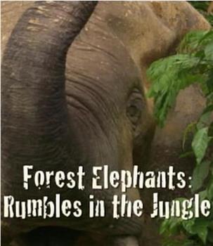 BBC自然世界：森林大象观看