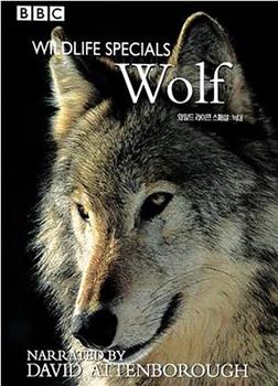 BBC Wildlife Specials—Wolf观看