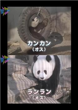 熊猫日本首次公开 不为人知的大作战观看
