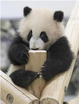熊猫育幼百天记 -“主角是母子”的白浜模式-观看