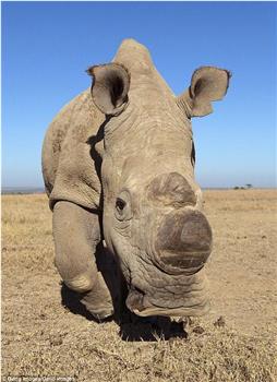 苏丹：最后的犀牛观看
