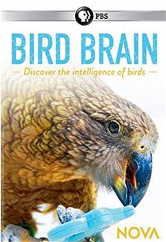 揭秘鸟类大脑观看