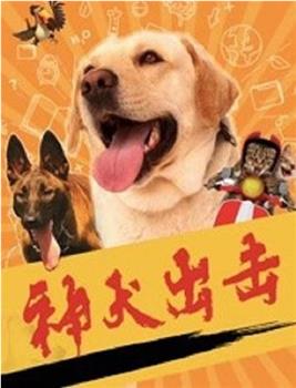 神犬出击观看