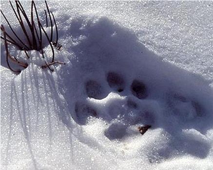 自然：寻找雪豹之旅观看