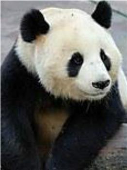 大熊猫在英国观看