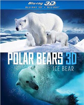 北极熊冰熊观看