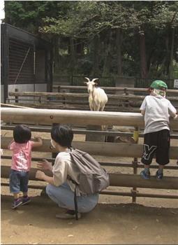 纪实72小时 川崎 山丘上的动物园观看