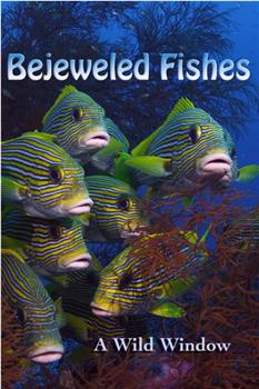 Wild Window: Bejeweled Fishes观看