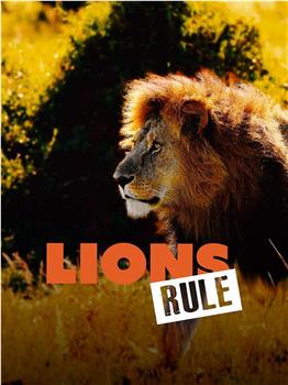 狮子法则观看