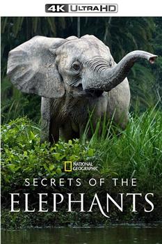 大象的秘密 第一季观看