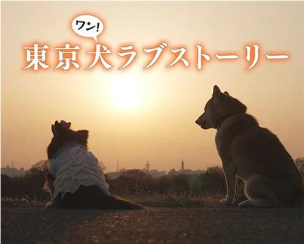 东京犬爱情故事观看