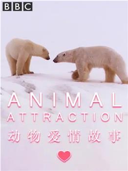 动物爱情故事观看