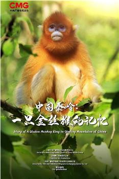 中国秦岭：一只金丝猴的记忆观看
