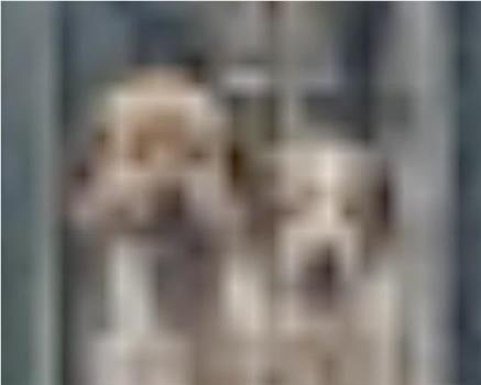 The More I Zoom in on the Image of These Dogs, The Clearer it Becomes They Are That They Are Related to the Stars观看