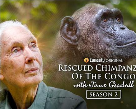 Rescued Chimpanzees of the Congo with Jane Goodall Season 2观看